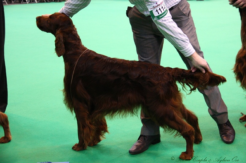 Crufts2011 617.jpg